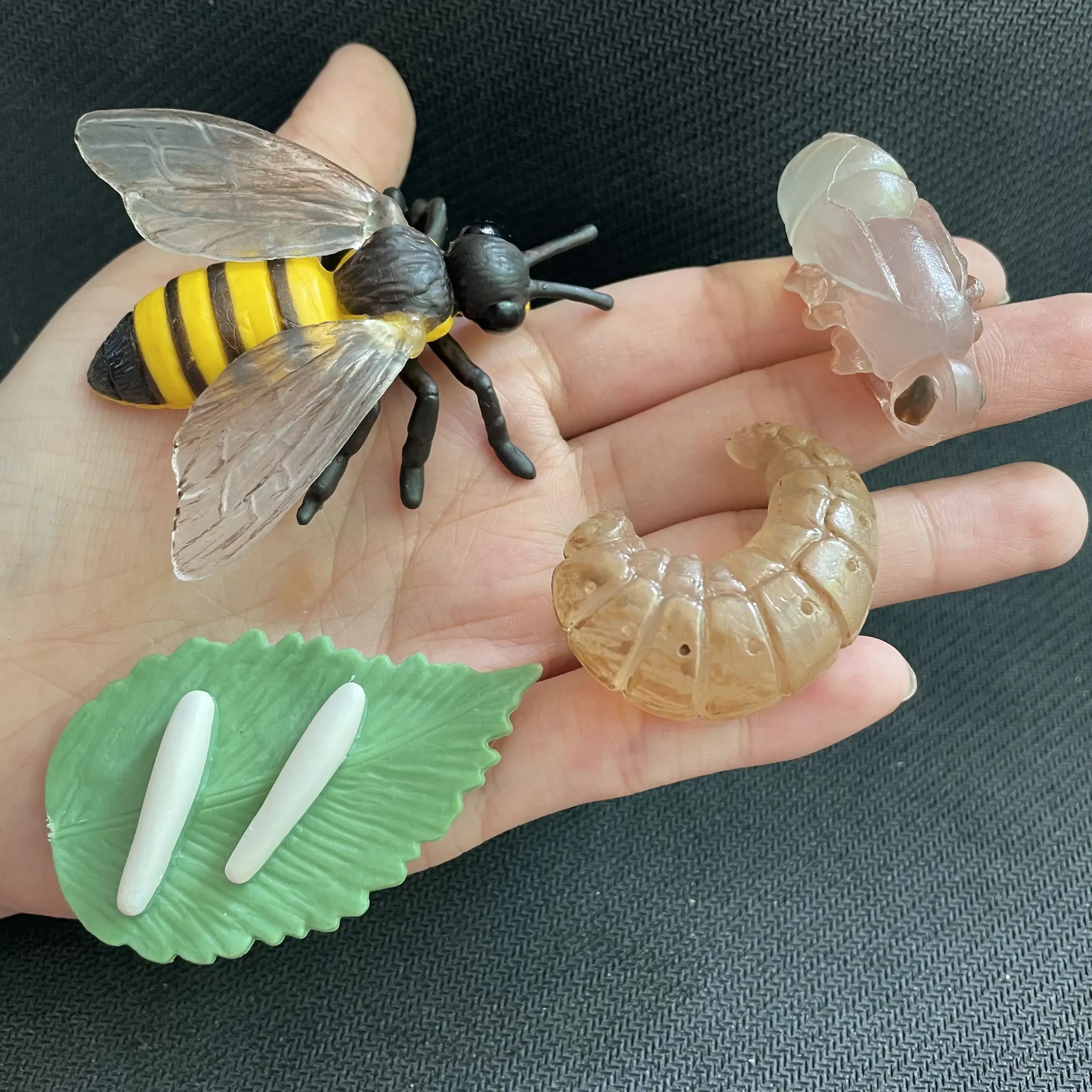 Modelo de biología de simulación para niños, juguete de planta Animal, ciclo de crecimiento de vida, juego de juguetes Montessori para niños, material didáctico, juguetes educativos