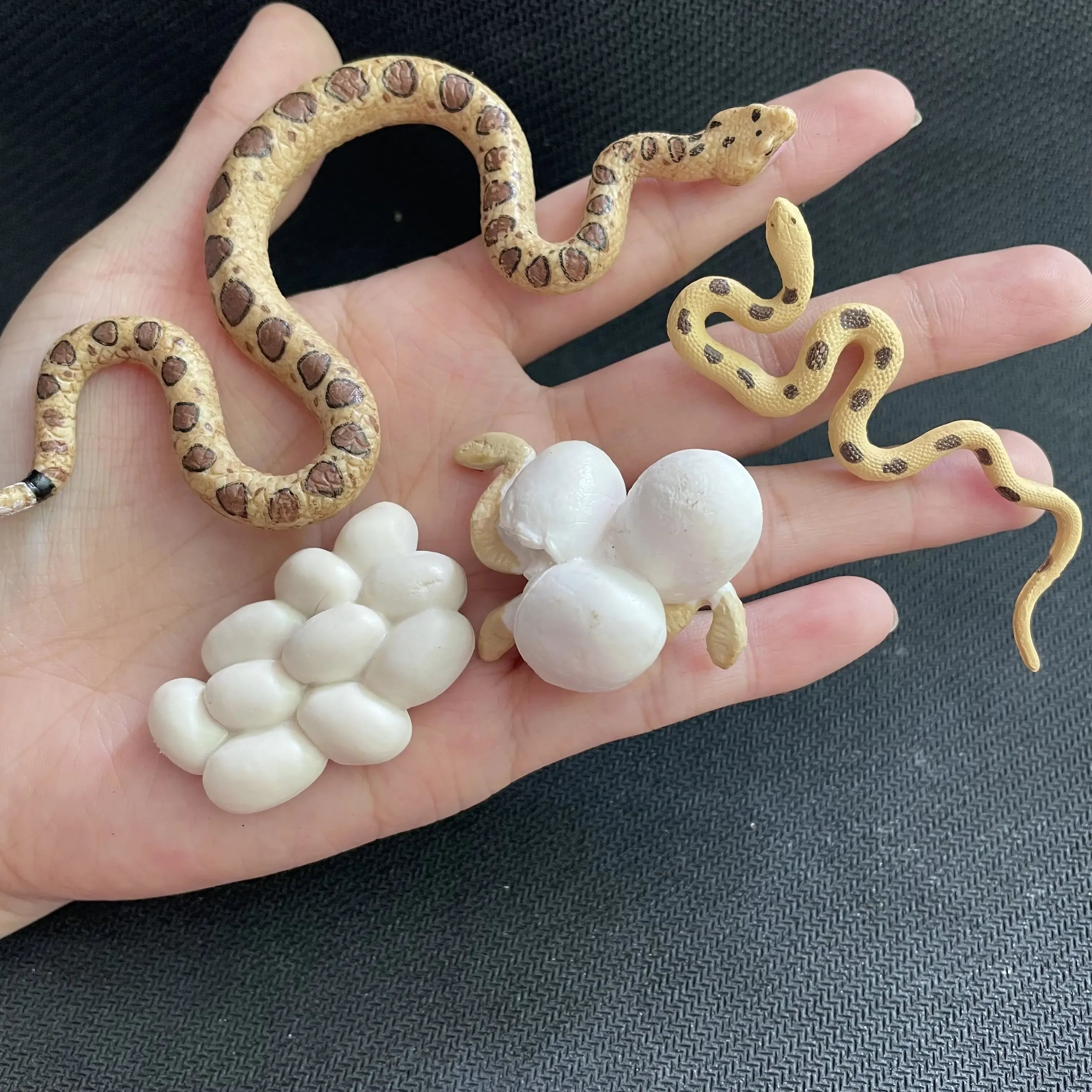 Modelo de biología de simulación para niños, juguete de planta Animal, ciclo de crecimiento de vida, juego de juguetes Montessori para niños, material didáctico, juguetes educativos