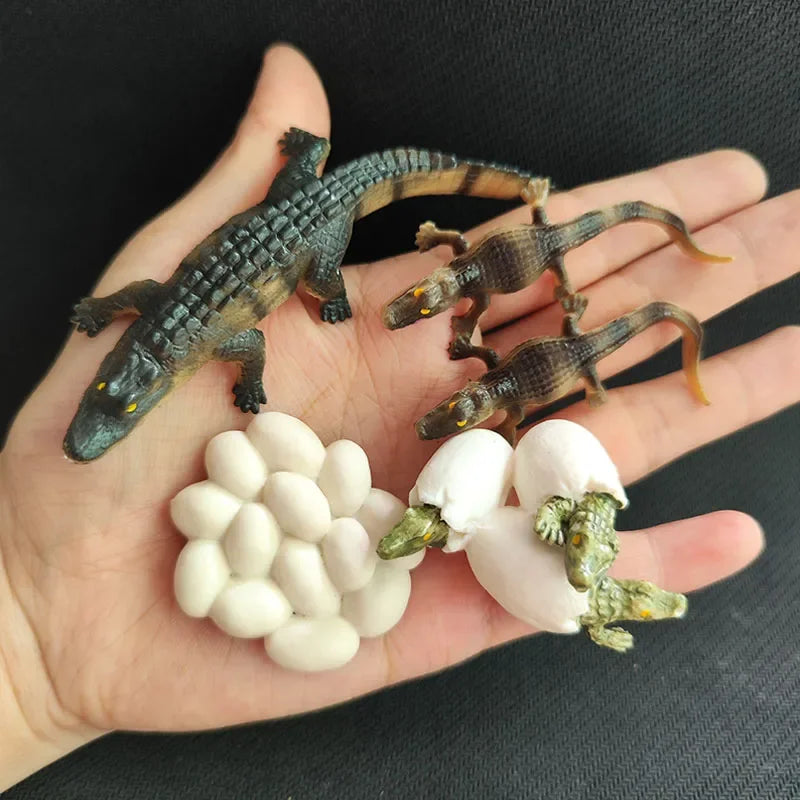 Modelo de biología de simulación para niños, juguete de planta Animal, ciclo de crecimiento de vida, juego de juguetes Montessori para niños, material didáctico, juguetes educativos
