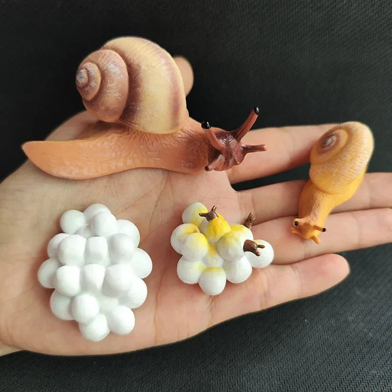 Modelo de biología de simulación para niños, juguete de planta Animal, ciclo de crecimiento de vida, juego de juguetes Montessori para niños, material didáctico, juguetes educativos
