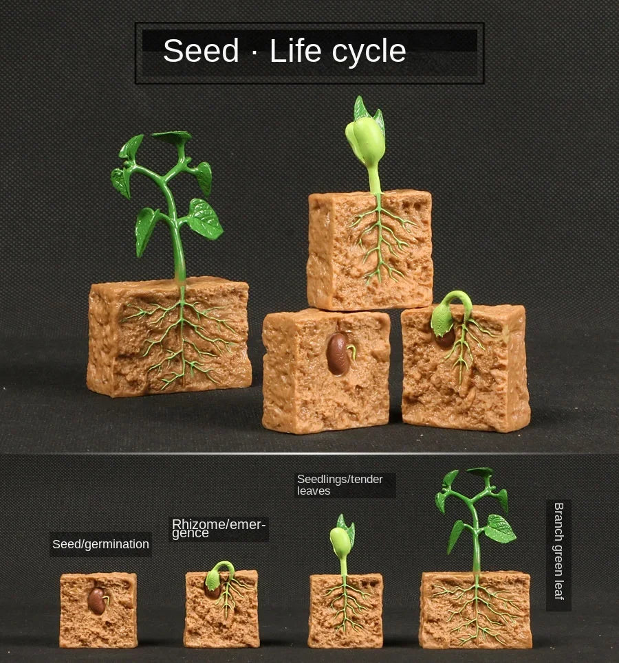 Modelo de biología de simulación para niños, juguete de planta Animal, ciclo de crecimiento de vida, juego de juguetes Montessori para niños, material didáctico, juguetes educativos