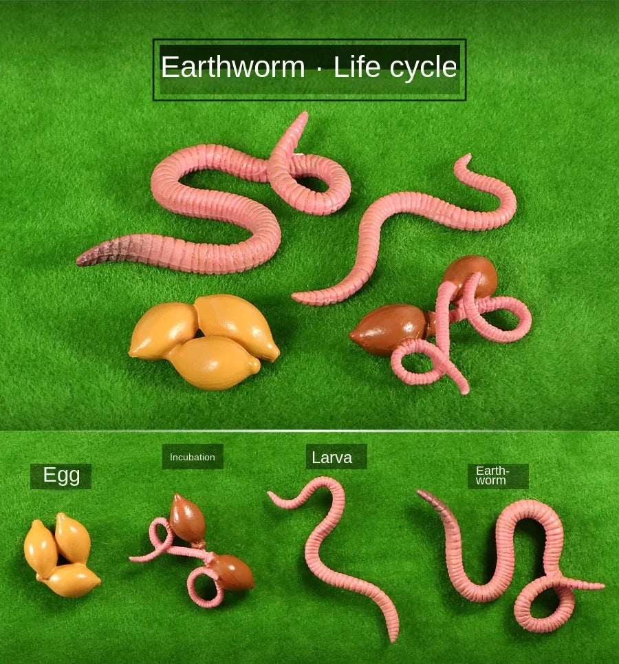 Modelo de biología de simulación para niños, juguete de planta Animal, ciclo de crecimiento de vida, juego de juguetes Montessori para niños, material didáctico, juguetes educativos