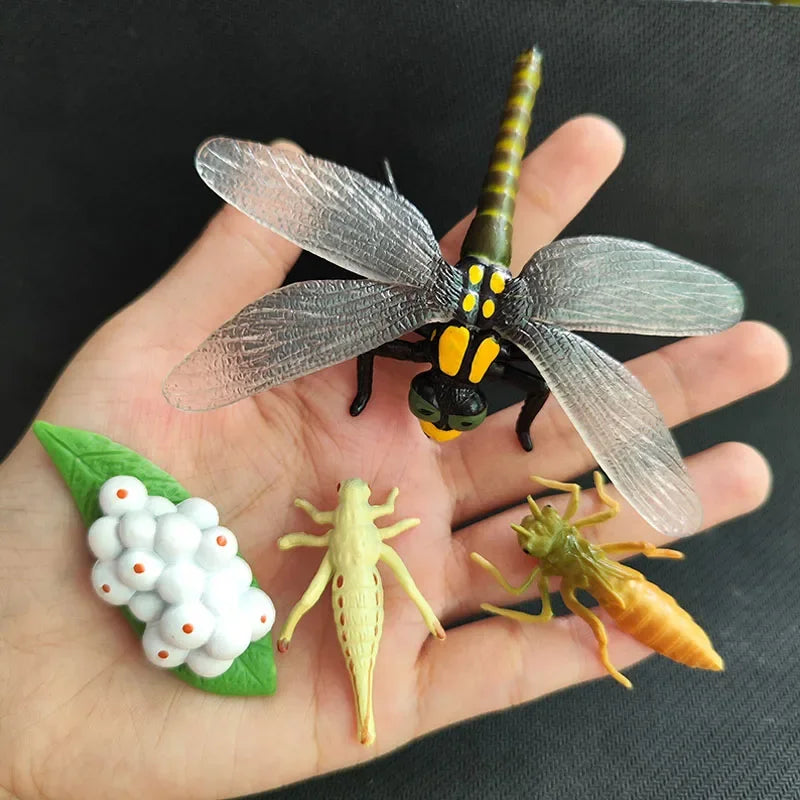 Modelo de biología de simulación para niños, juguete de planta Animal, ciclo de crecimiento de vida, juego de juguetes Montessori para niños, material didáctico, juguetes educativos