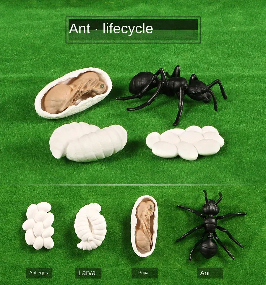 Modelo de biología de simulación para niños, juguete de planta Animal, ciclo de crecimiento de vida, juego de juguetes Montessori para niños, material didáctico, juguetes educativos