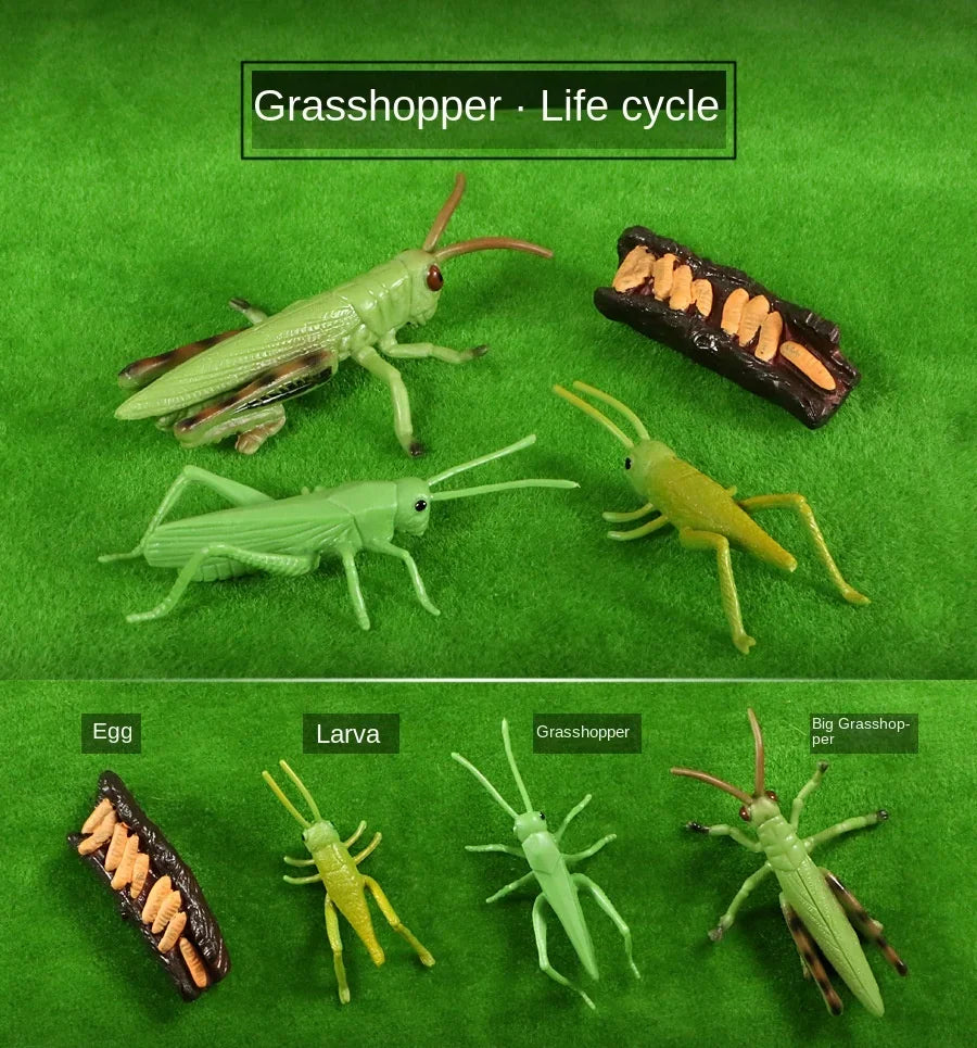 Modelo de biología de simulación para niños, juguete de planta Animal, ciclo de crecimiento de vida, juego de juguetes Montessori para niños, material didáctico, juguetes educativos