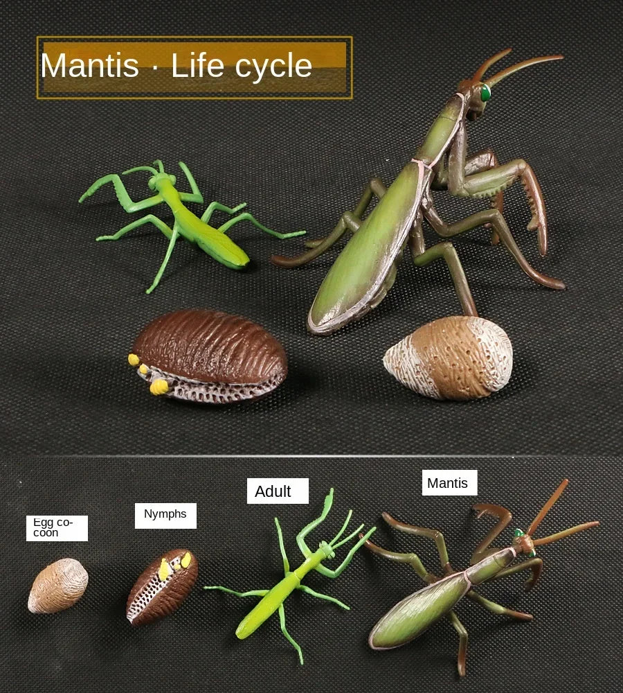 Modelo de biología de simulación para niños, juguete de planta Animal, ciclo de crecimiento de vida, juego de juguetes Montessori para niños, material didáctico, juguetes educativos