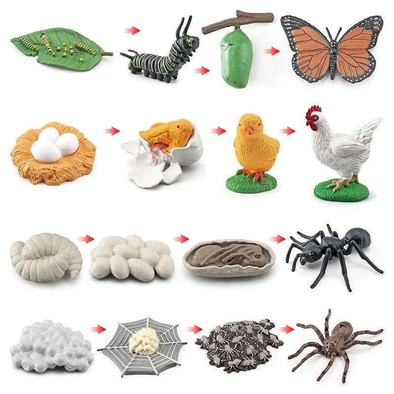 Modelo de biología de simulación para niños, juguete de planta Animal, ciclo de crecimiento de vida, juego de juguetes Montessori para niños, material didáctico, juguetes educativos