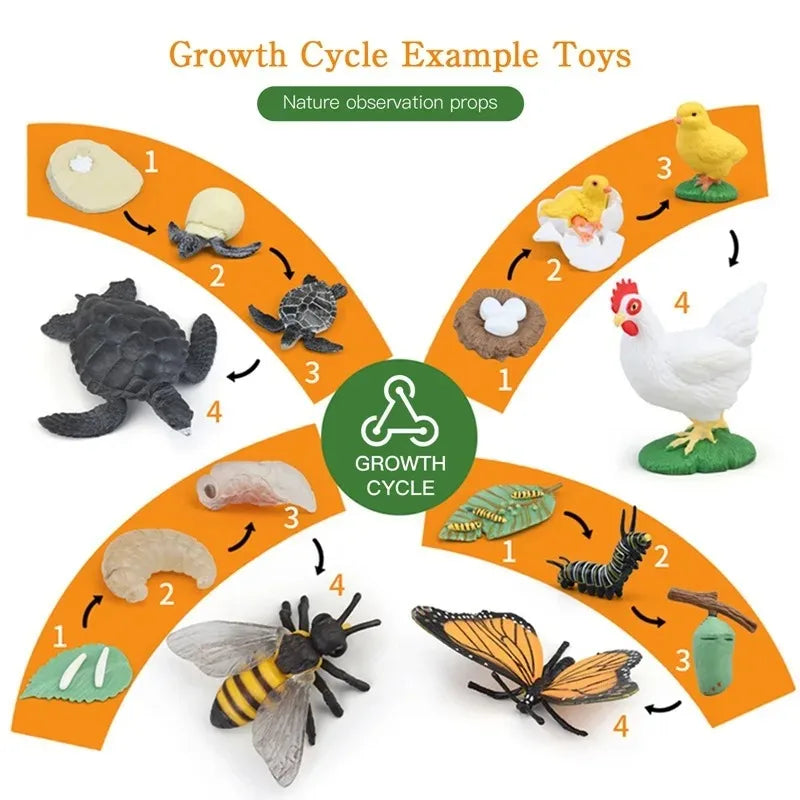 Modelo de biología de simulación para niños, juguete de planta Animal, ciclo de crecimiento de vida, juego de juguetes Montessori para niños, material didáctico, juguetes educativos
