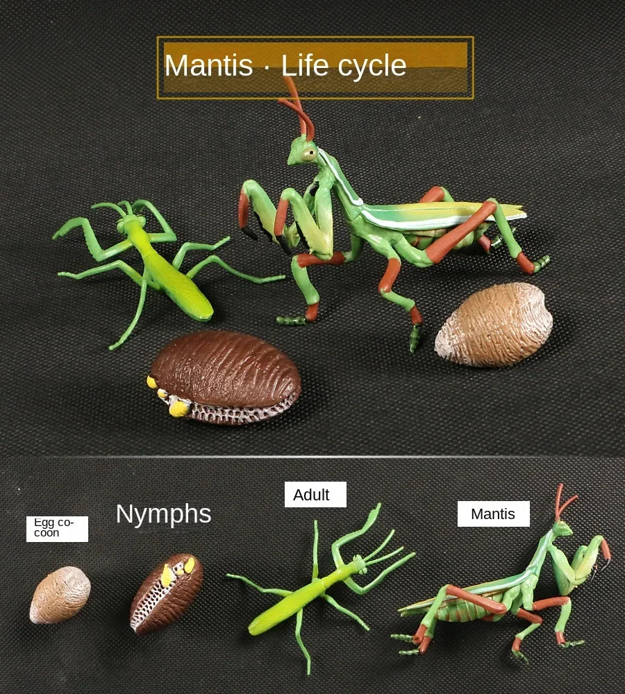 Modelo de biología de simulación para niños, juguete de planta Animal, ciclo de crecimiento de vida, juego de juguetes Montessori para niños, material didáctico, juguetes educativos