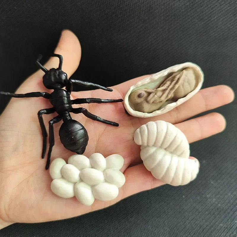 Modelo de biología de simulación para niños, juguete de planta Animal, ciclo de crecimiento de vida, juego de juguetes Montessori para niños, material didáctico, juguetes educativos