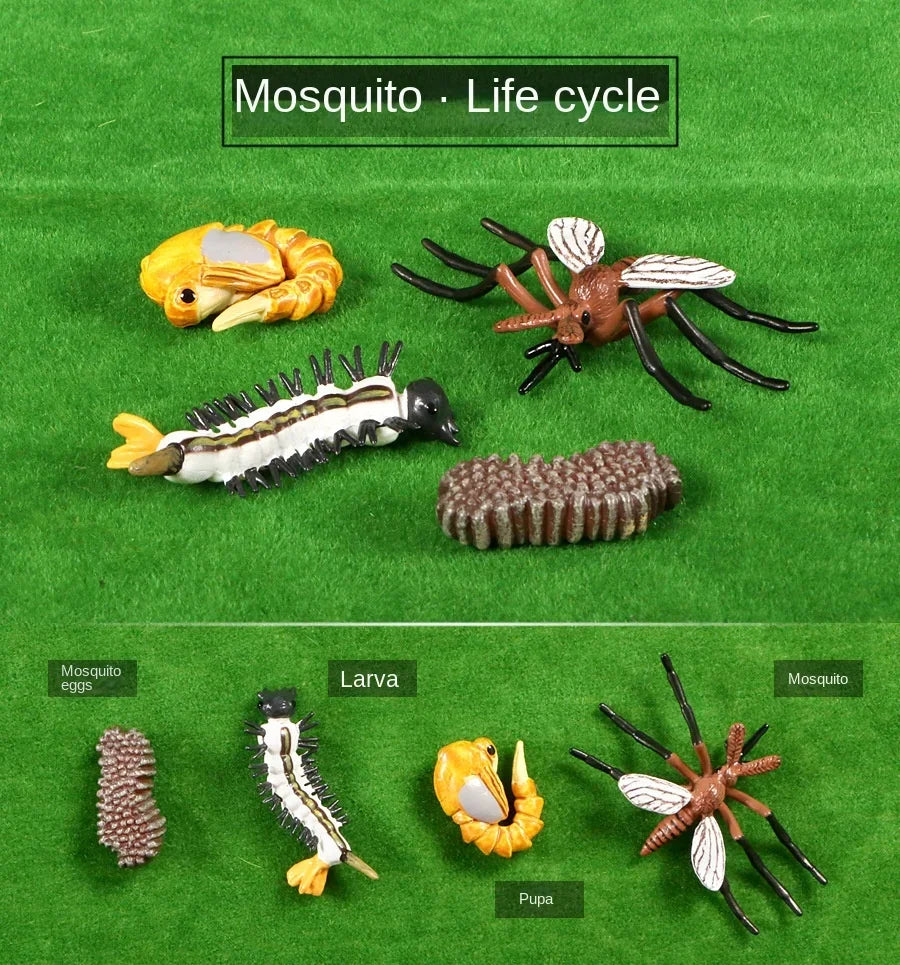 Modelo de biología de simulación para niños, juguete de planta Animal, ciclo de crecimiento de vida, juego de juguetes Montessori para niños, material didáctico, juguetes educativos