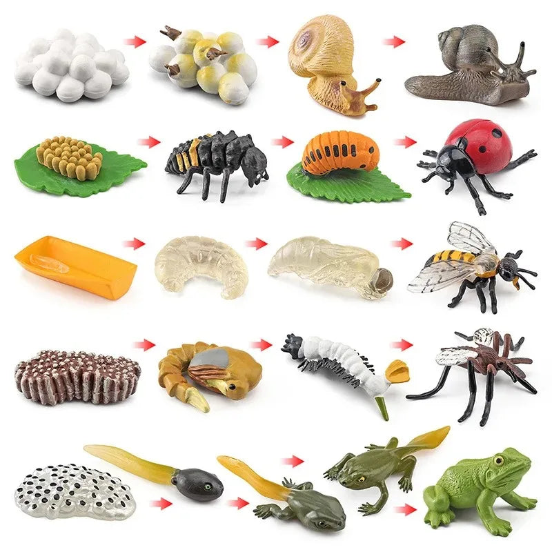 Modelo de biología de simulación para niños, juguete de planta Animal, ciclo de crecimiento de vida, juego de juguetes Montessori para niños, material didáctico, juguetes educativos