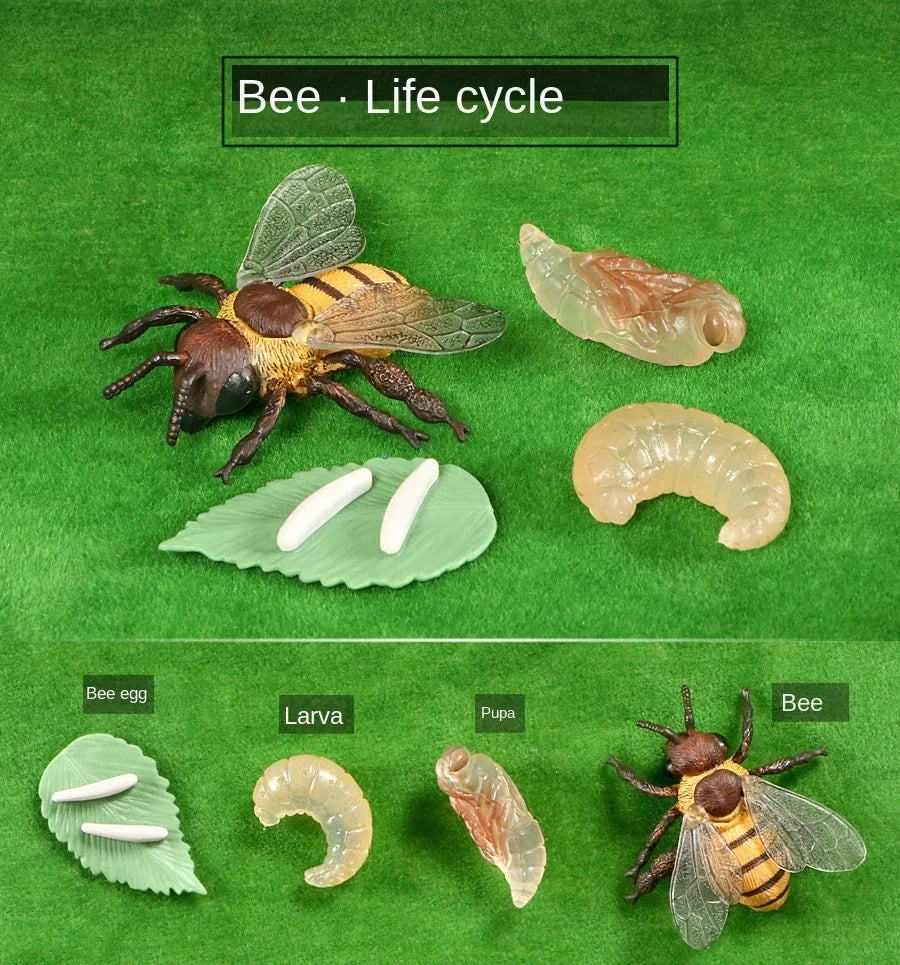 Modelo de biología de simulación para niños, juguete de planta Animal, ciclo de crecimiento de vida, juego de juguetes Montessori para niños, material didáctico, juguetes educativos