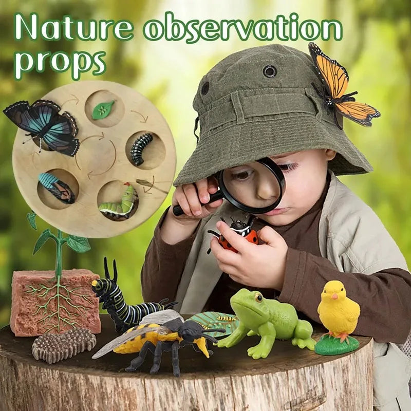 Modelo de biología de simulación para niños, juguete de planta Animal, ciclo de crecimiento de vida, juego de juguetes Montessori para niños, material didáctico, juguetes educativos